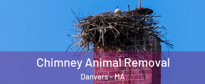  Chimney Animal Removal Danvers - MA