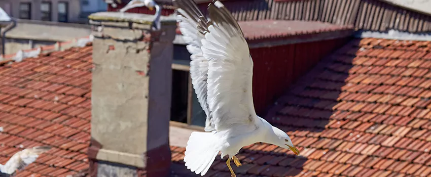Residential Chimney Animal Removal Solution in Danvers, MA